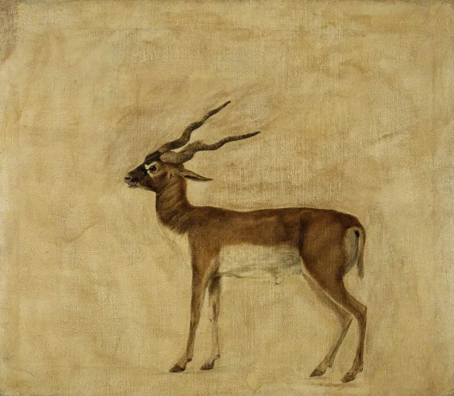 Een antilope cervicapre - George Stubbs

Source:
Un antilope cervicapre - George Stubbs