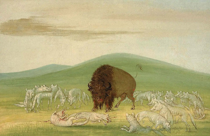 Een gewonde bizon omringd door witte wolven - George Catlin

Source:
Un bison blessé entouré de loups blancs - George Catlin