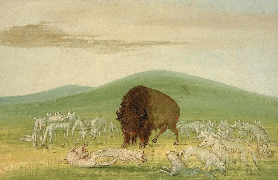 Een gewonde bizon omringd door witte wolven - George Catlin

Source:
Un bison blessé entouré de loups blancs - George Catlin