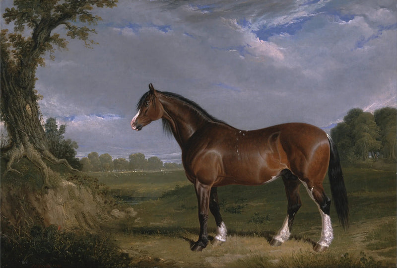 Een Clydesdale-ruiter - John Frederick Herring, Sr.

Source:
Un étalon Clydesdale - John Frederick Herring, Sr.