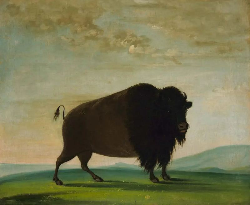 Beef bizon graast in de weide - George Catlin

Source:
Vache bison broutant dans la prairie - George Catlin