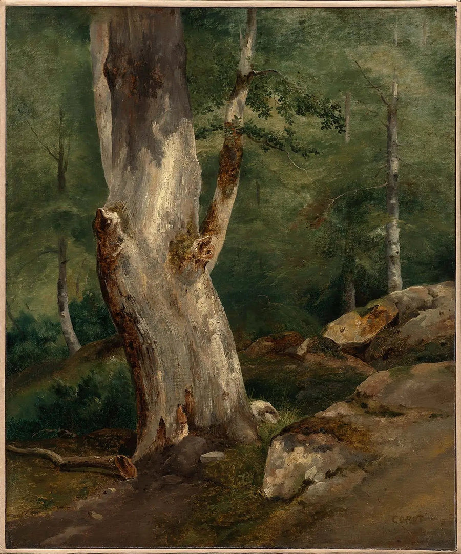 Oude beuk - Jean-Baptiste Camille Corot